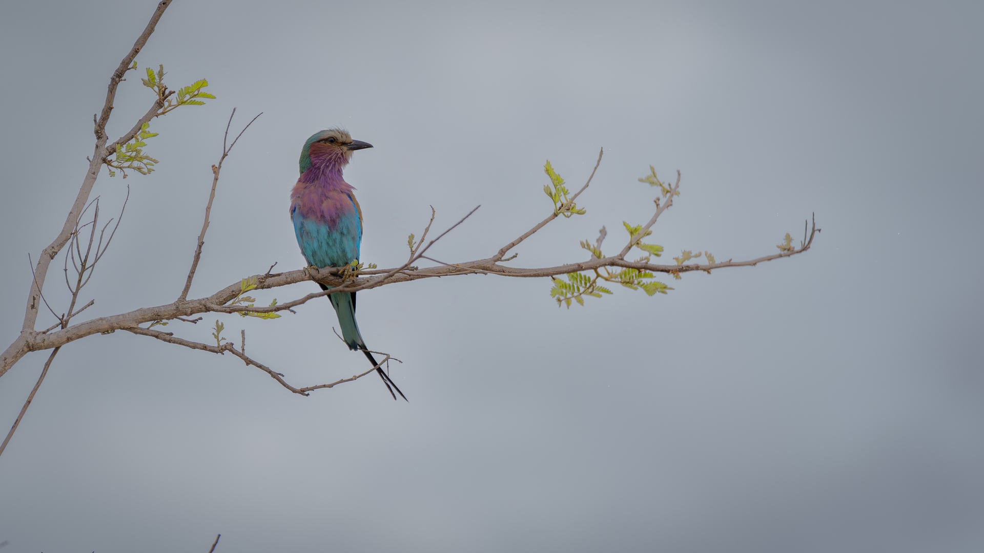 Kruger25 2025 10 28 09 33 31 ILCE 9M3 59